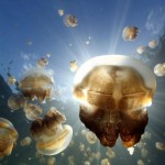 jellyfish chromebook pixel